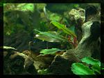 Bucephalandra sp. Kualakuayan-1
