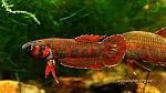   Betta rubra2