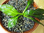 Echinodorus sp. from Uruguay