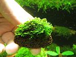   (Riccardia chamedryfolia)