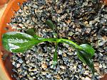 Echinodorus sp. Saturn (Satan) South Brasil