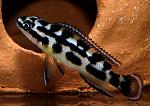 Julidochromis transcriptus bemba