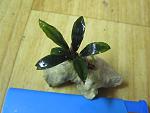 Bucephalandra sp. Midnight Blue