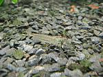 IMG 4158