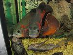 IMG 5097