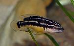 julidochromis korosha c1