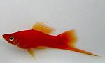 1282652675 735693 swordtail3