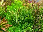 Gratiola Viscidula