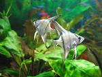 IMG 4161