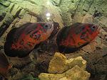 IMG 5098