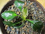 Echinodorus opacus 'Portoesperansa'