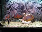 IMG 5096