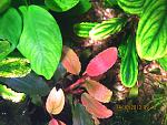 bucephalandra sp.''shine blue''