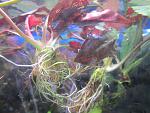 Cryptocoryne sp Tewah