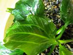 Echinodorus sp opacus Massambara