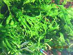 microsorum pteropus ''cristata''
