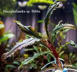 Bucephalandra sp. Biblis, West Kalimantan