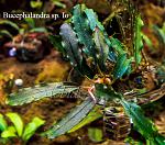 Bucephalandra sp. Io