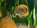 Peckoltia compta L-134