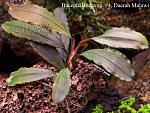 Bucephalandra sp. #4, Daerah Malawi