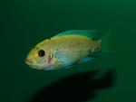 etriaclima zebra dwarf manda.