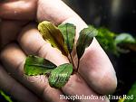 Bucephalandra sp. Enae Red