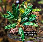 Bucephalandra sp. Blue Bell