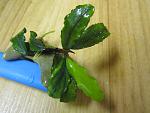 Bucephalandra sp. Red Leaf