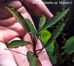 Bucephalandra sp. Macam 2 Daerah Melawi, West Kalimantan