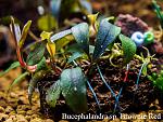 Bucephalandra sp. Brownie Red, Ulu Kapuas