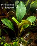 Bucephalandra sp. Sanggau 3