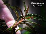 Bucephalandra sp. Xerxes