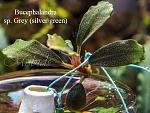 Bucephalandra sp. Grey (silver\green)