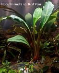 Bucephalandra sp. Red Vein