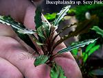 Bucephalandra sp. Sexy Pink, Daerah Sanggau