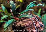 Bucephalandra sp. Biblis "Sky Blue"