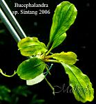 Bucephalandra sp. Sintang 2006