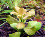 Ludwigia sp. Marilia