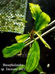 Busephalandra sp. Treasure 2011, West Kalimantan