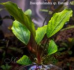 Bucephalandra sp. Batang i
