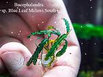 Bucephalandra sp. Blue Leaf Melawi South, West Kalimantan