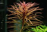 Ludwigia Inclinata Pantanal