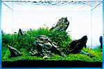 Sawbwa resplendens skype