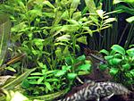 Apistogramma cacatuoides male