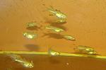 Telmatherina ladigesi