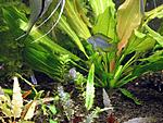 Apistogramma borellii