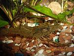 Macrobrachium,  