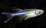 Telmatherina3