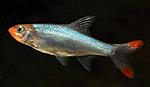 Sawbwa resplendens