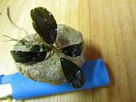 Bucephalandra sp. Lamandau Green